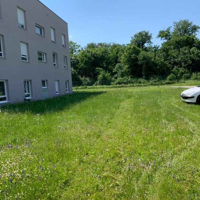 D&eacute;couvrez notre derni&egrave;re prestation en entretien d’espaces verts Illzach 1