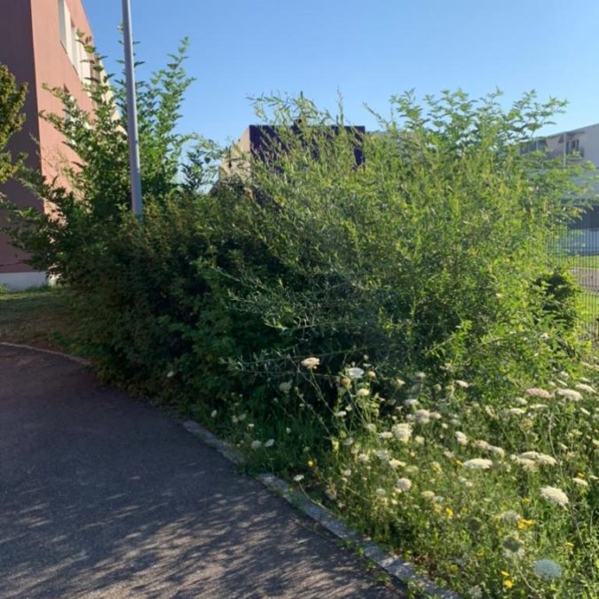 D&eacute;couvrez notre derni&egrave;re prestation en entretien d’espaces verts S&eacute;lestat 6
