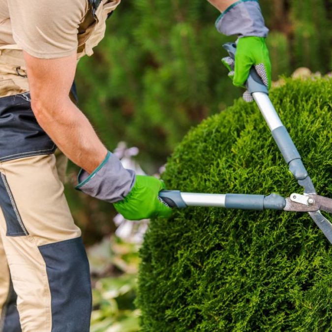 Quels sont les diff&eacute;rents types d’&eacute;lagage des arbres ? S&eacute;lestat