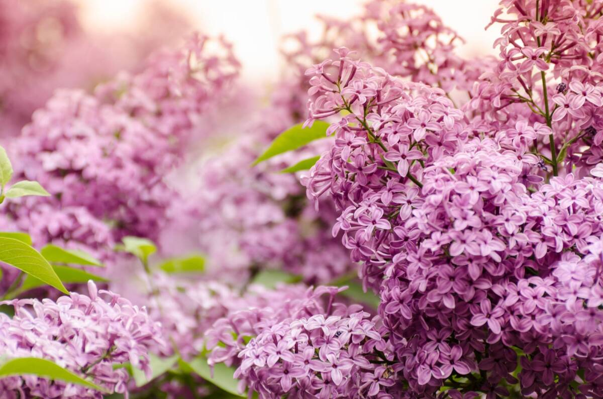 LILAS | Clean glass 68 Quand tailler ses arbustes ? Rixheim 0